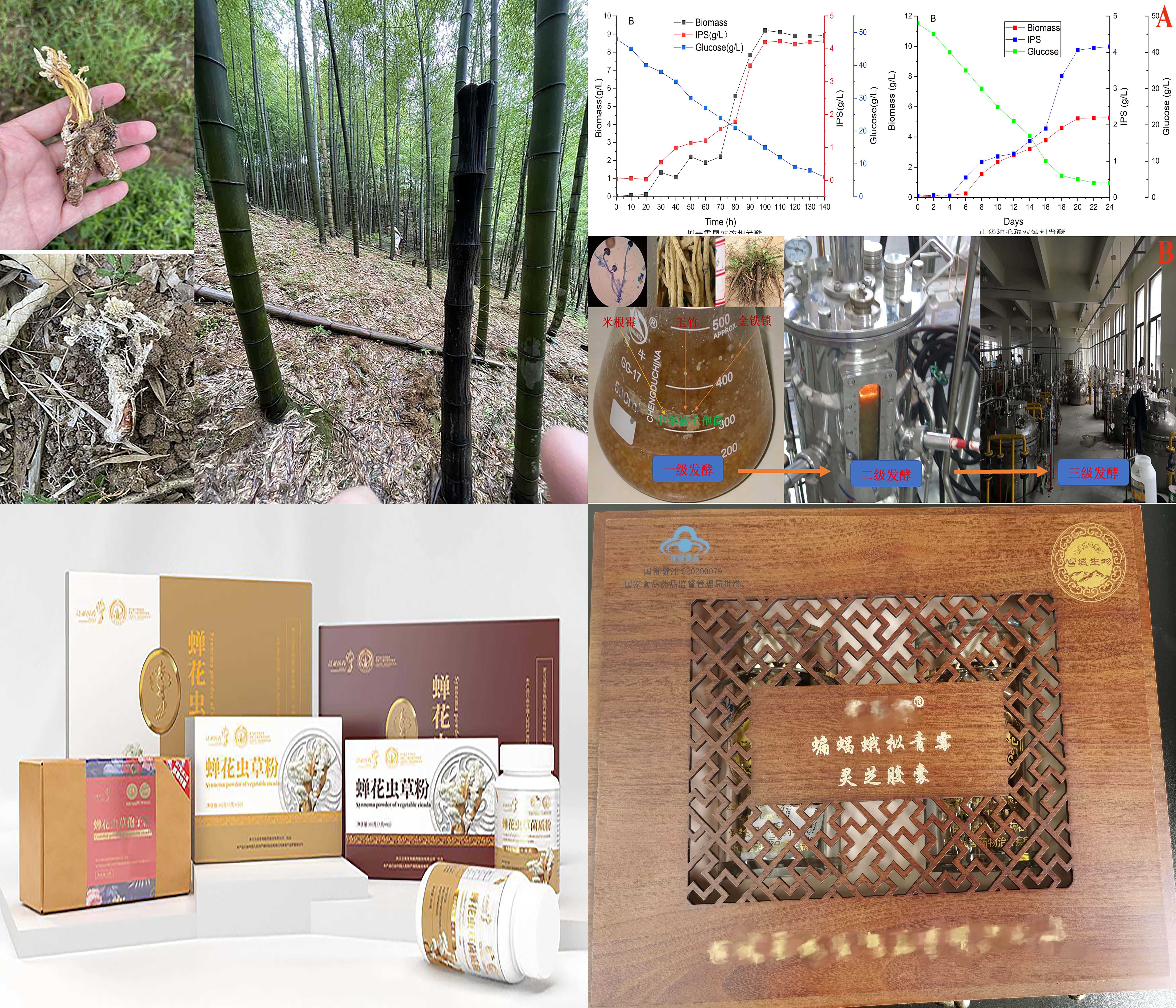 “虫草类真菌高效繁育及活性多糖提取关键技术与应用研究”项目图片 “虫草类真菌高效繁育及活性多糖提取关键技术与应用研究”项目图片